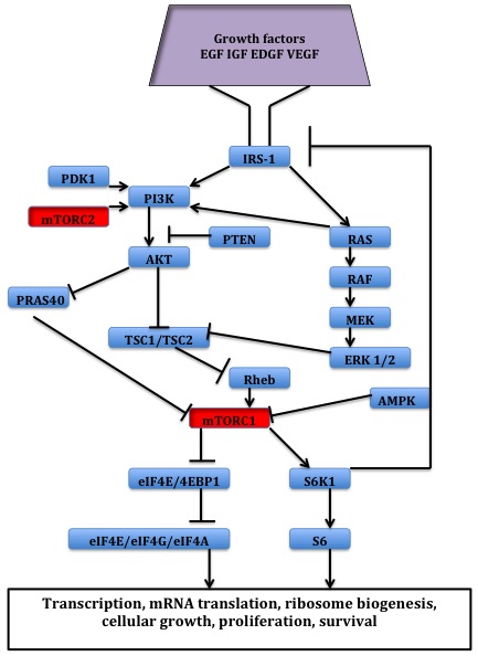 File:MTOR signal pathway.jpg