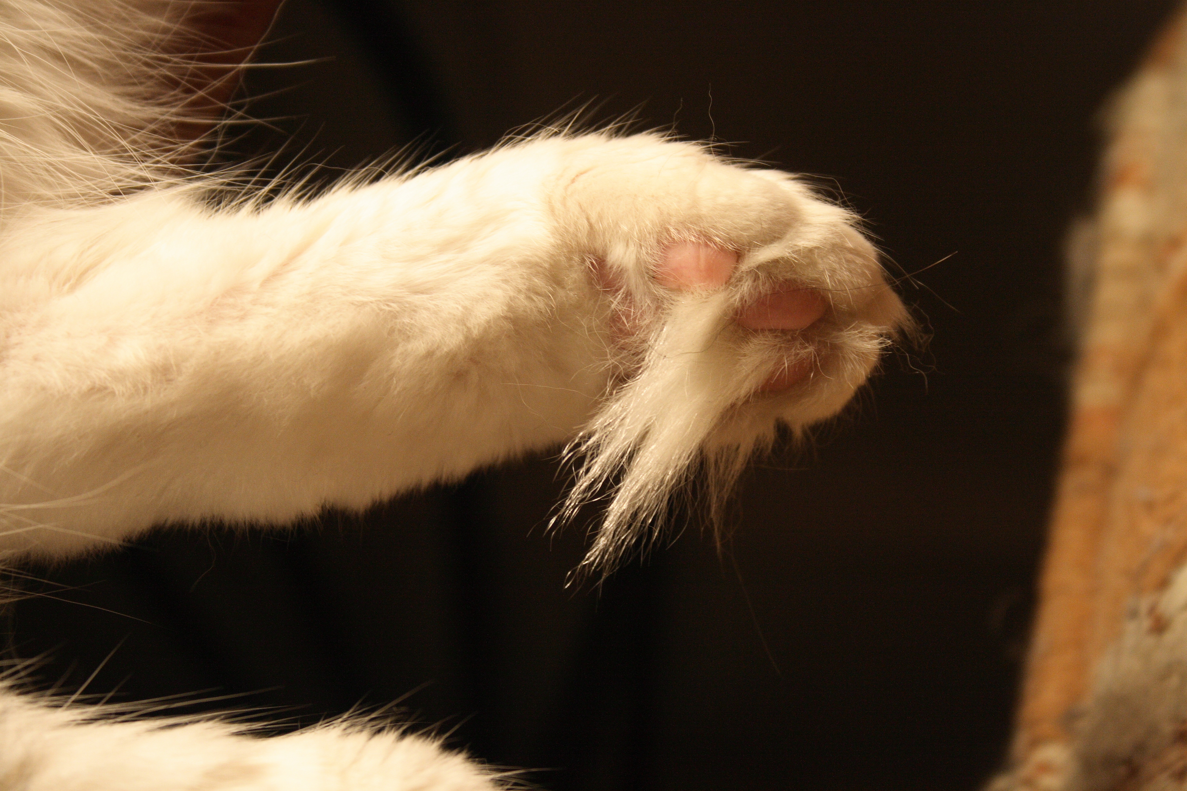 Blinke entreprenør Jolly File:Mainecoon paws.jpg - Wikimedia Commons