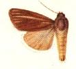 <i>Heliocheilus eodora</i> Species of moth