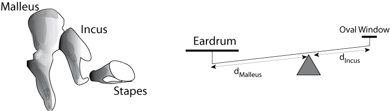 File:MiddleEar Amplification.jpg