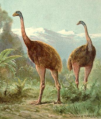 Things You Did Not Know About Nz Wildlfie The Moa Ariki New Zealand Jewellery