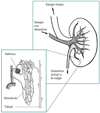 File:Nefrona.png