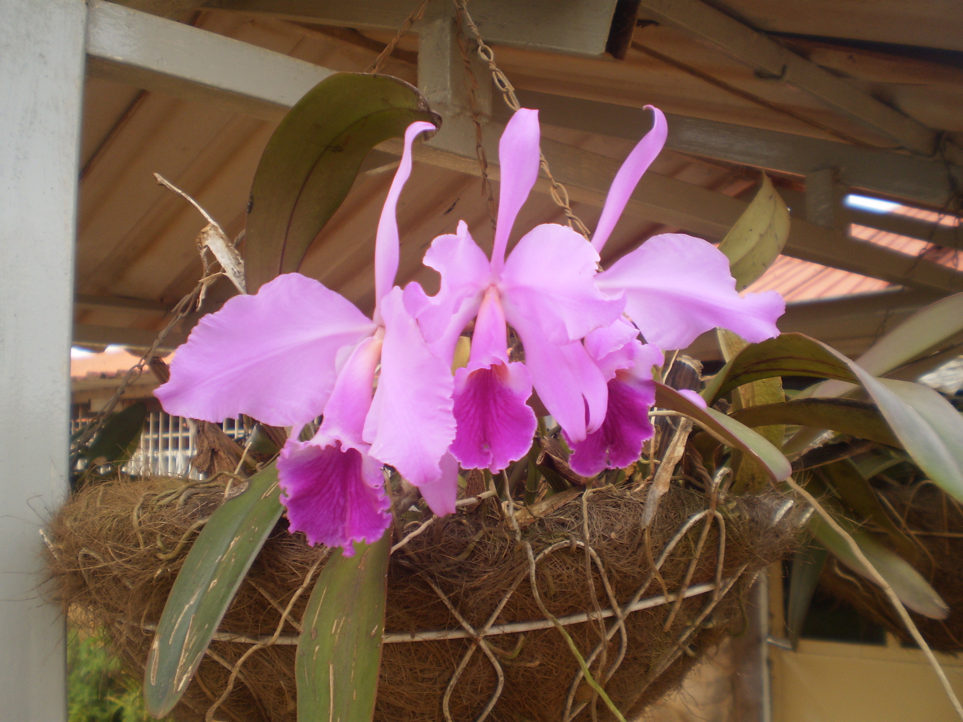 File:Orquídeas (Sobralia stenophylla) en una cesta colgante.JPG - Wikimedia  Commons