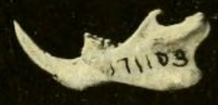 File:Oryzomys bombycinus mandible.png