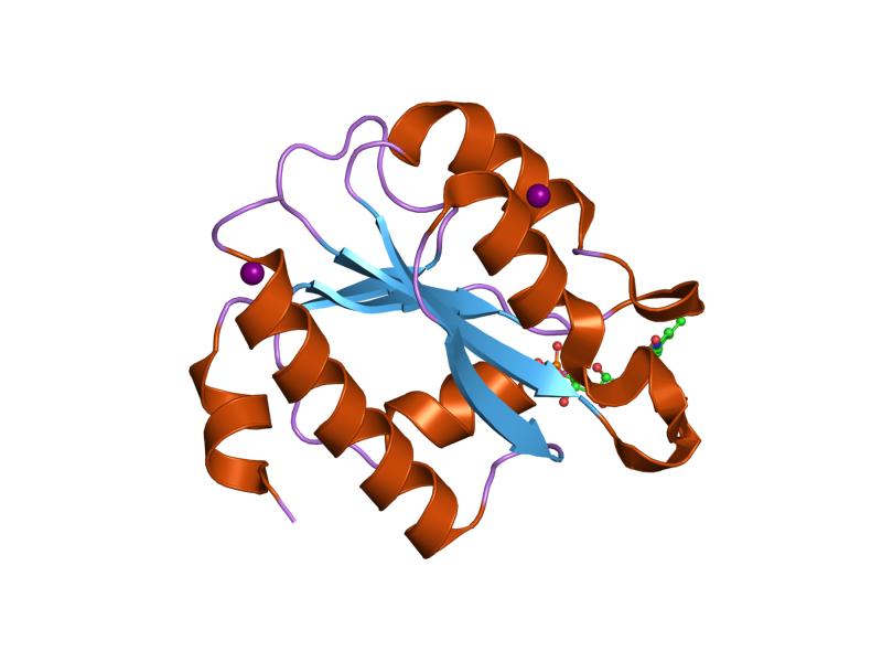 File:PDB 1rlj EBI.jpg