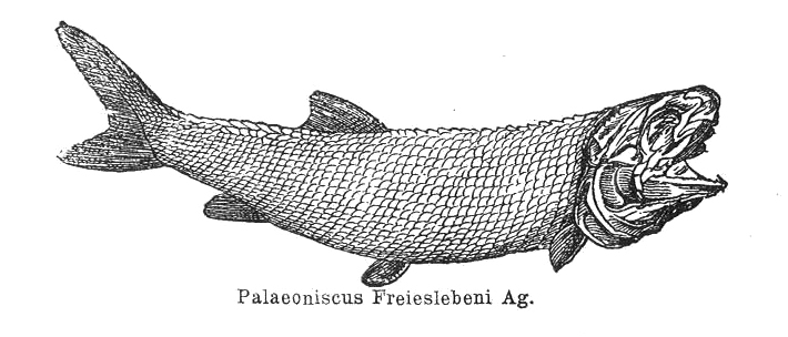 File:Palaeoniscus freieslebeni.jpg