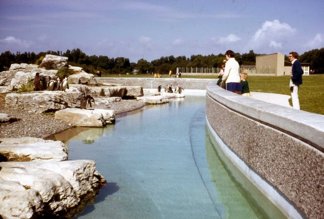 File:Penguin Enclosure at Blackpool Zoo. - geograph.org.uk - 527984.jpg