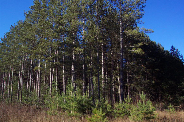 File:Pinus resinosa NOAA1.jpg