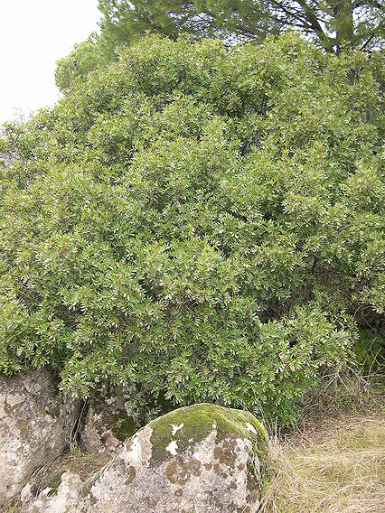 Mastic shrub — Pistacia lentiscus
