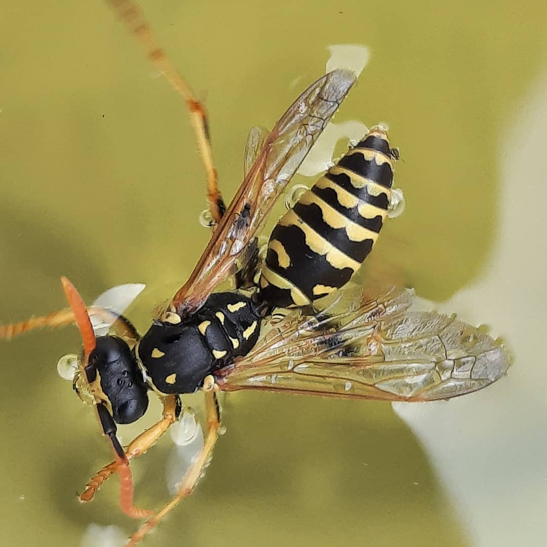 WASP