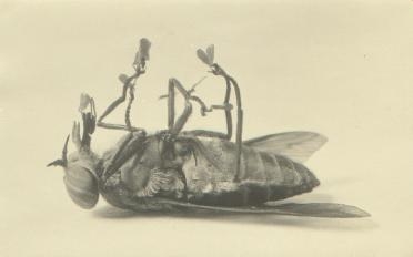 File:Postcard of a dead fly.jpg