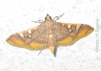 <i>Prophantis smaragdina</i> Species of moth