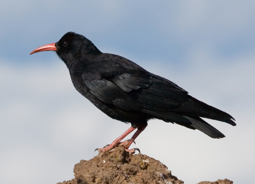 animal black with red legs