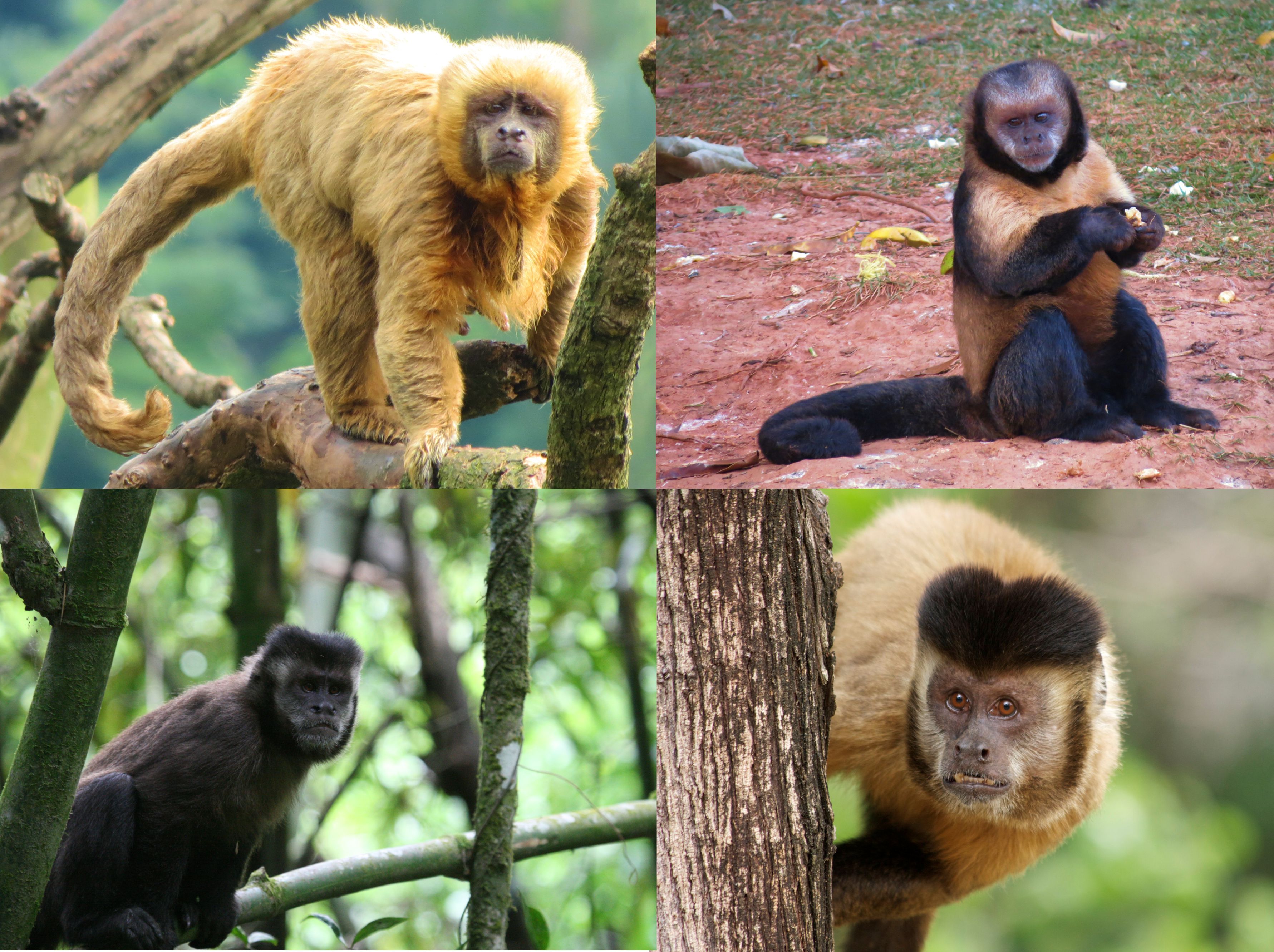 Macaco-aranha. Macaco Selvagem Isolado Com Cauda Longa Ilustração