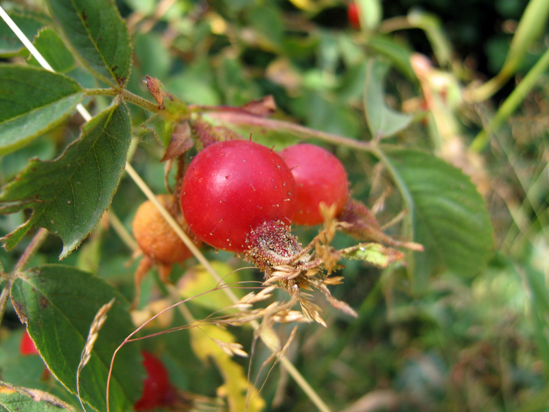 File:Rosa glutinosa lepljiva ruza.jpg