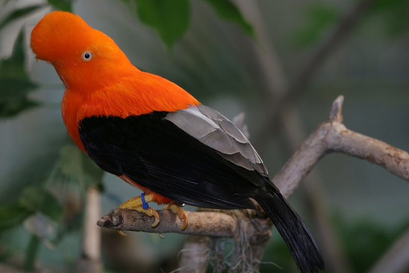 File:Rupicola peruviana (male) -San Diego Zoo-8a.jpg