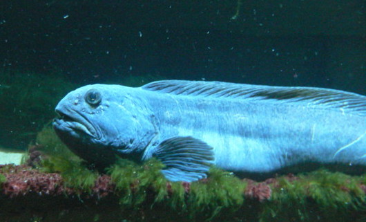 freshwater wolf fish species