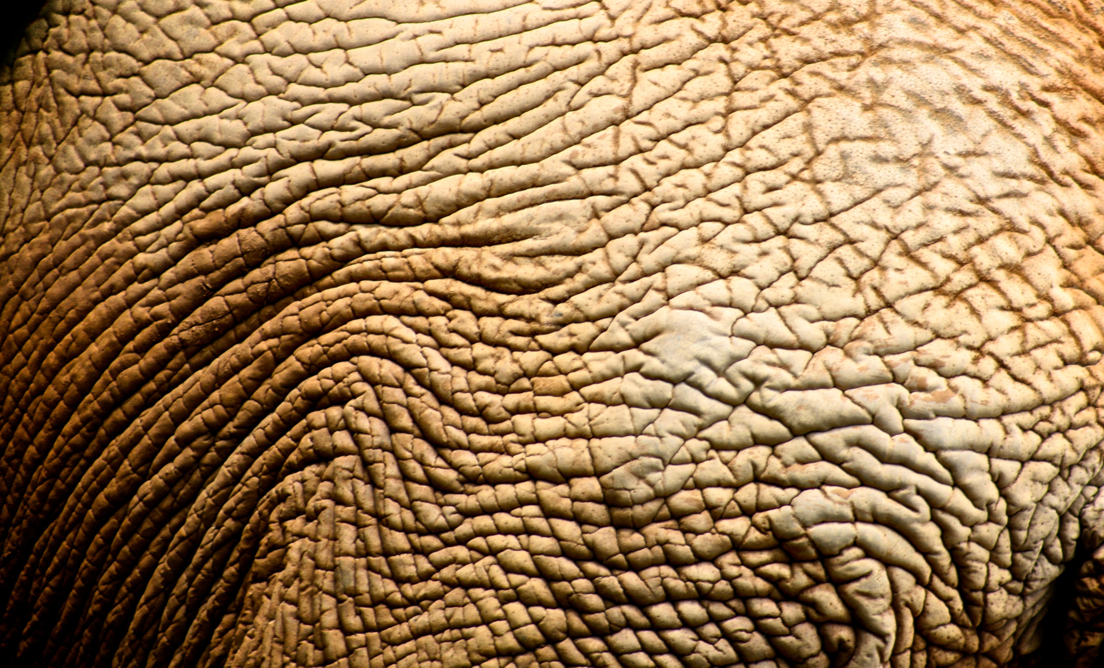 File:Image skin texture.jpg - Wikimedia Commons