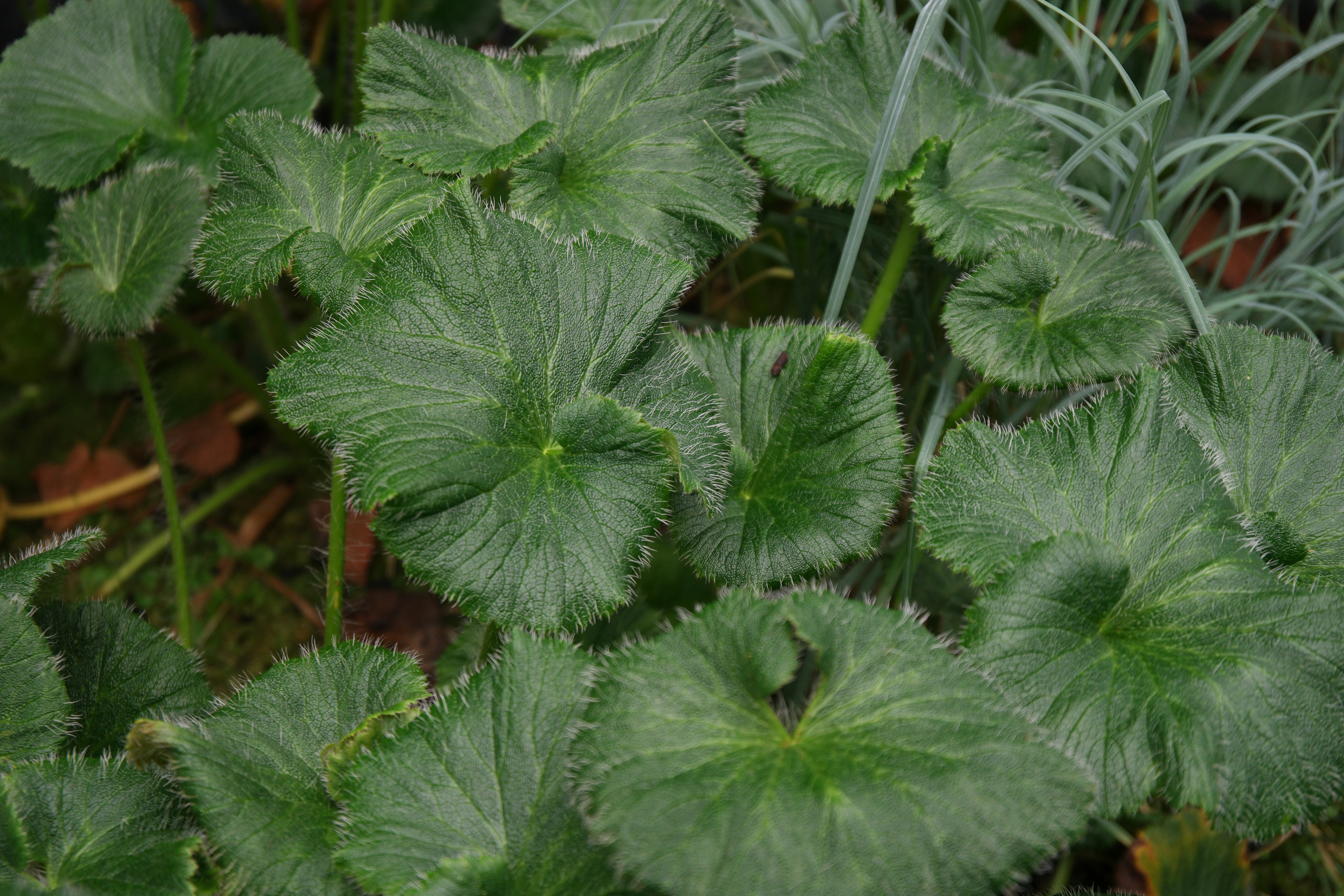 File Stilbocarpa Polaris At The Sub Antarctic Plant House Royal