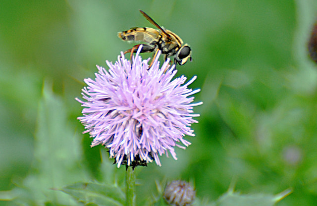 File:Sun-fly (Helophilus pendulus) on thistle - Llanmaes - geograph.org.uk - 1430932.jpg