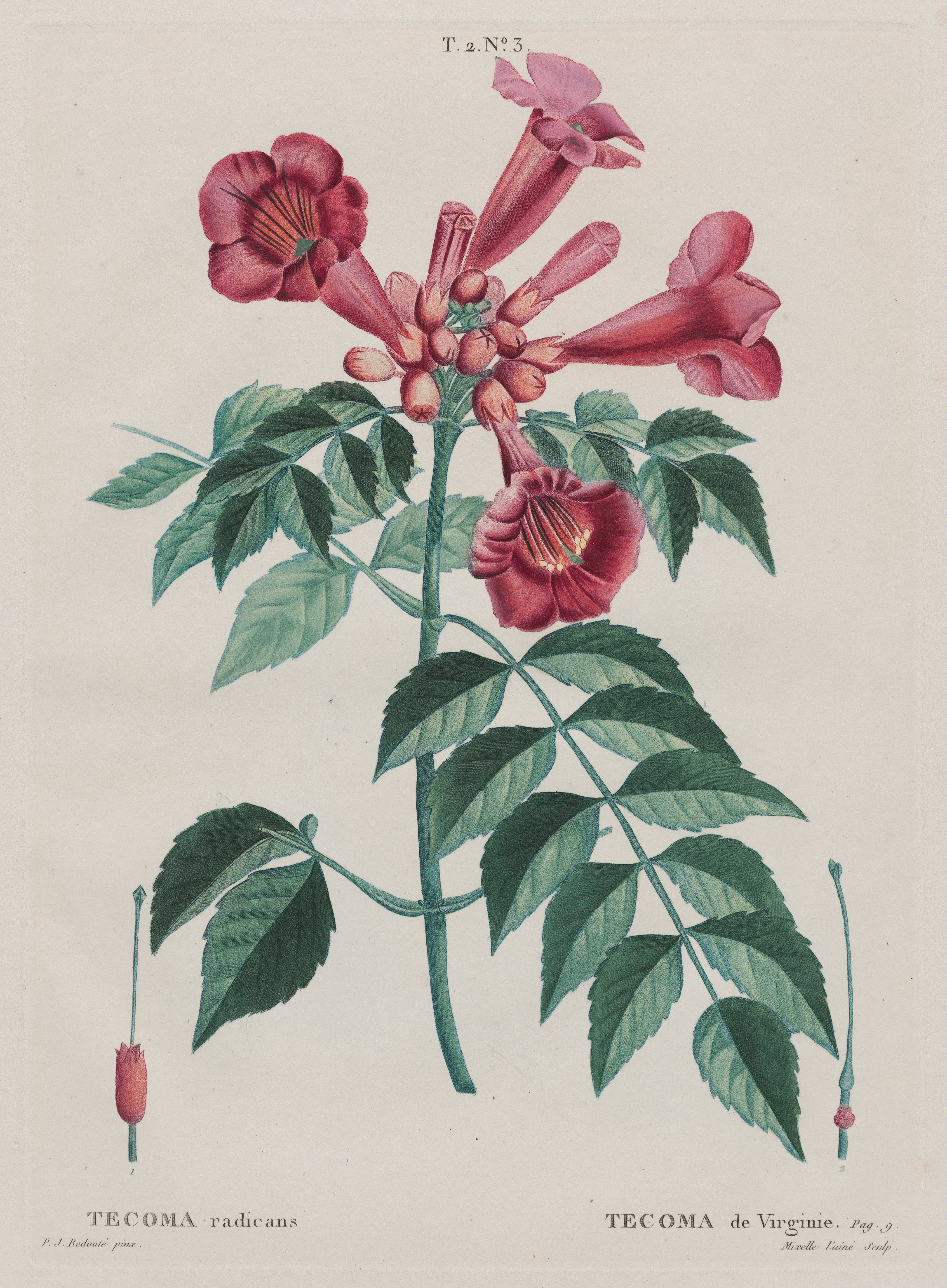 File:Campsis radicans (Trumpet creeper).JPG - Wikimedia Commons