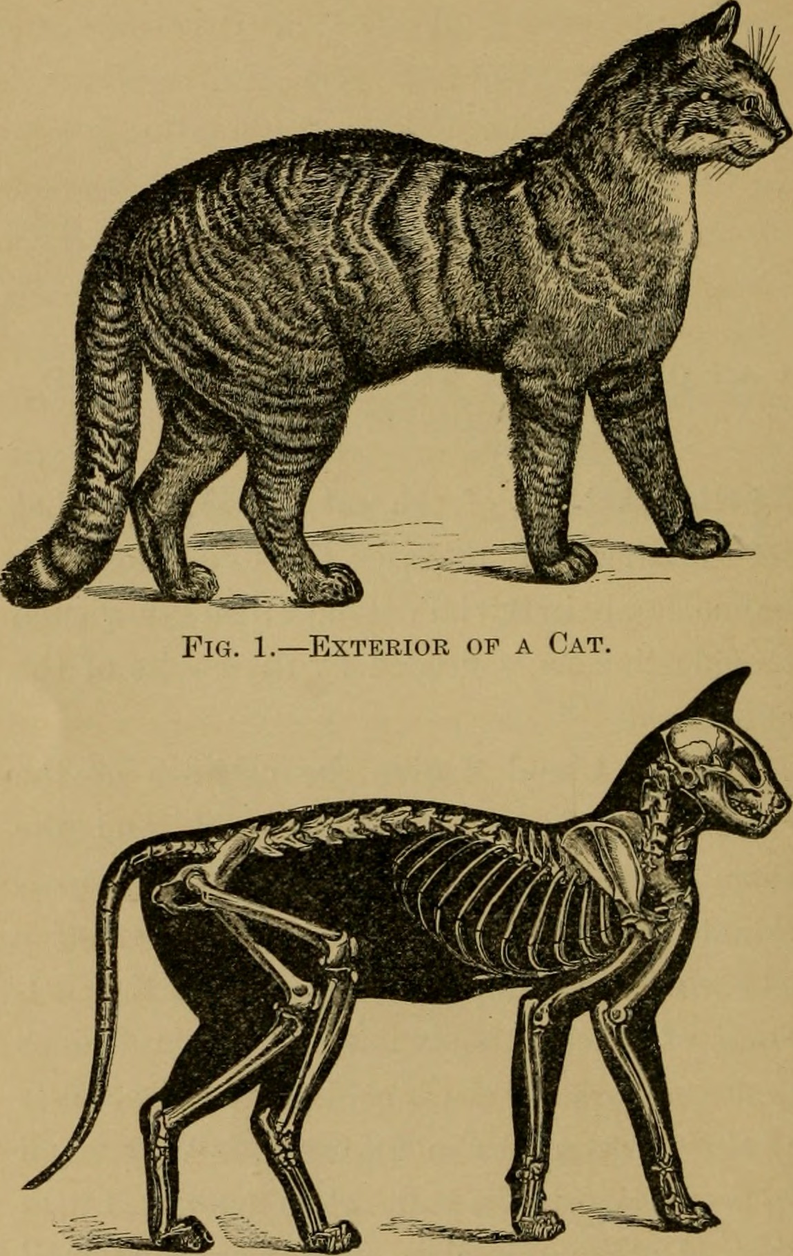скелет кошки картинки