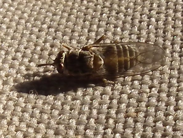 File:TseTse fly in Tanzania 3458 cropped Nevit.jpg