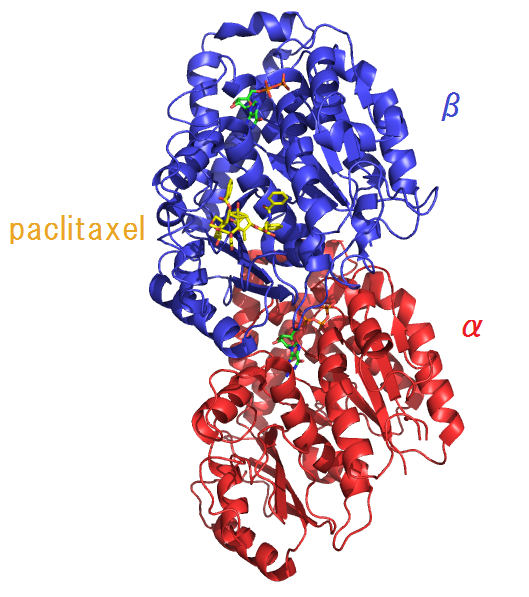 File:Tubulin&paclitaxel-2HXF.png