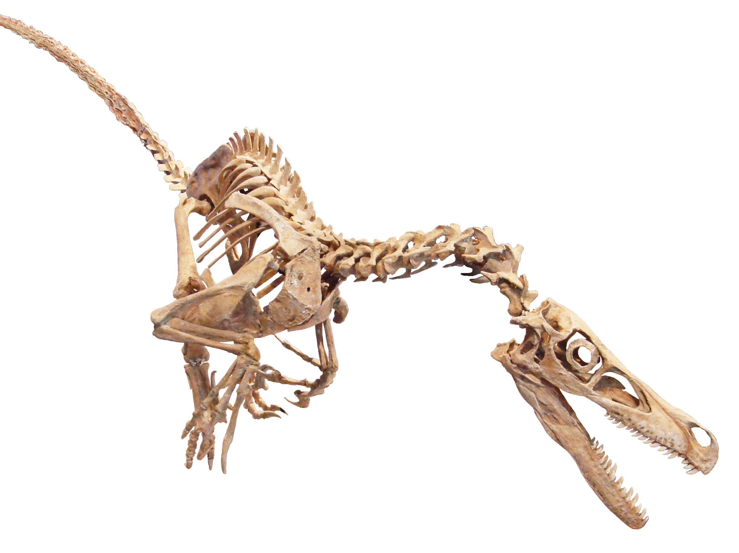 Top 66+ imagen velociraptor fossil