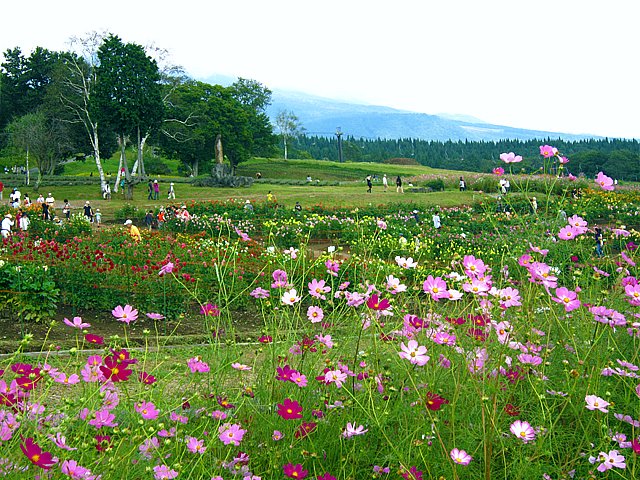 File 黒姫高原のコスモス Kurohime Plateau Cosmos Garden 19 Sep 10 Panoramio Jpg Wikimedia Commons