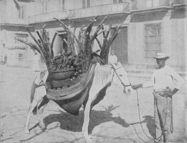 File:1898 fruit vender in Havana Cuba by Mast Crowell and Kirkpatrick.png