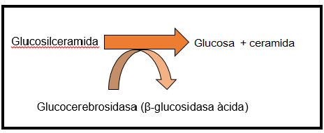 File:1Malaltia de Gaucher.png