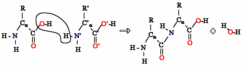 The reaction of two amino acids. Many of these reactions produce long chain proteins