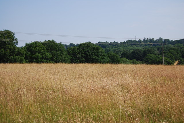 File:A grassy Sussex field - geograph.org.uk - 3707556.jpg