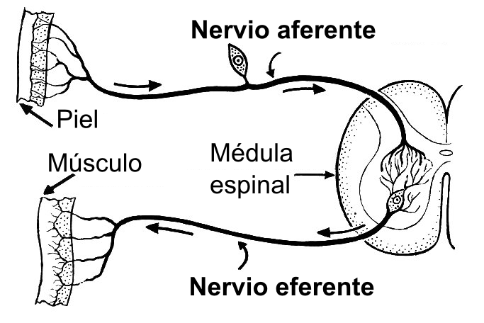 File:Afferent (PSF).es.png