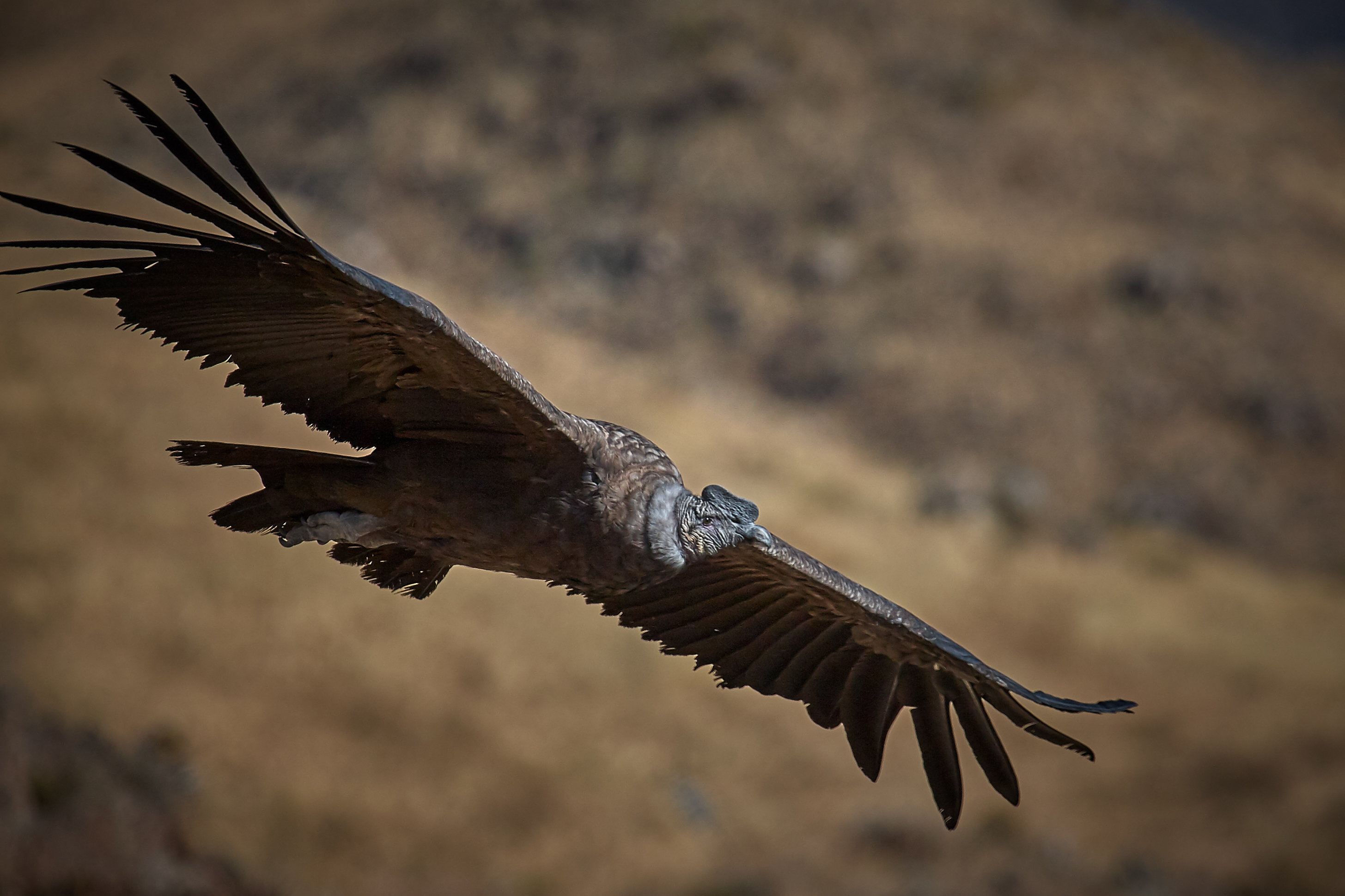 Andean Condor in flight.jpg