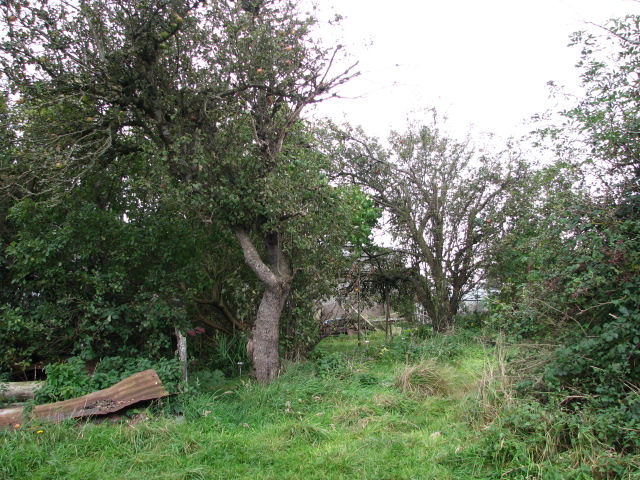 File:Apple trees - geograph.org.uk - 984194.jpg