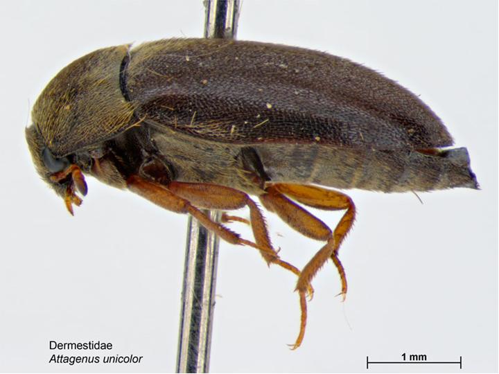 black carpet beetle - Attagenus unicolor (Brahm)