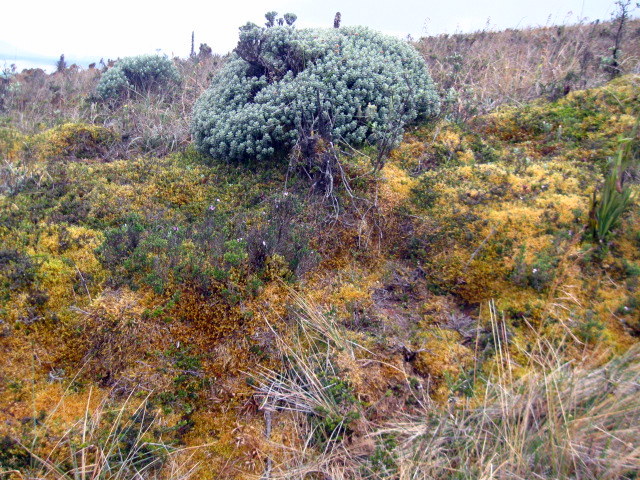 File:Azufral, volcán flora 4.JPG