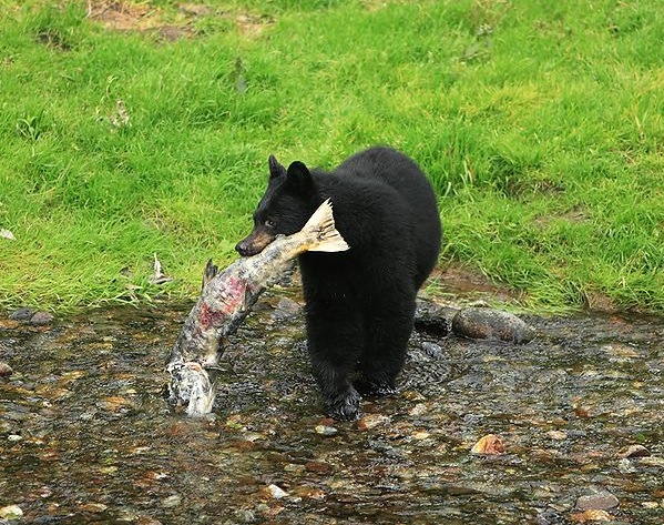 File:Black Bear Caught A Salmon.jpg