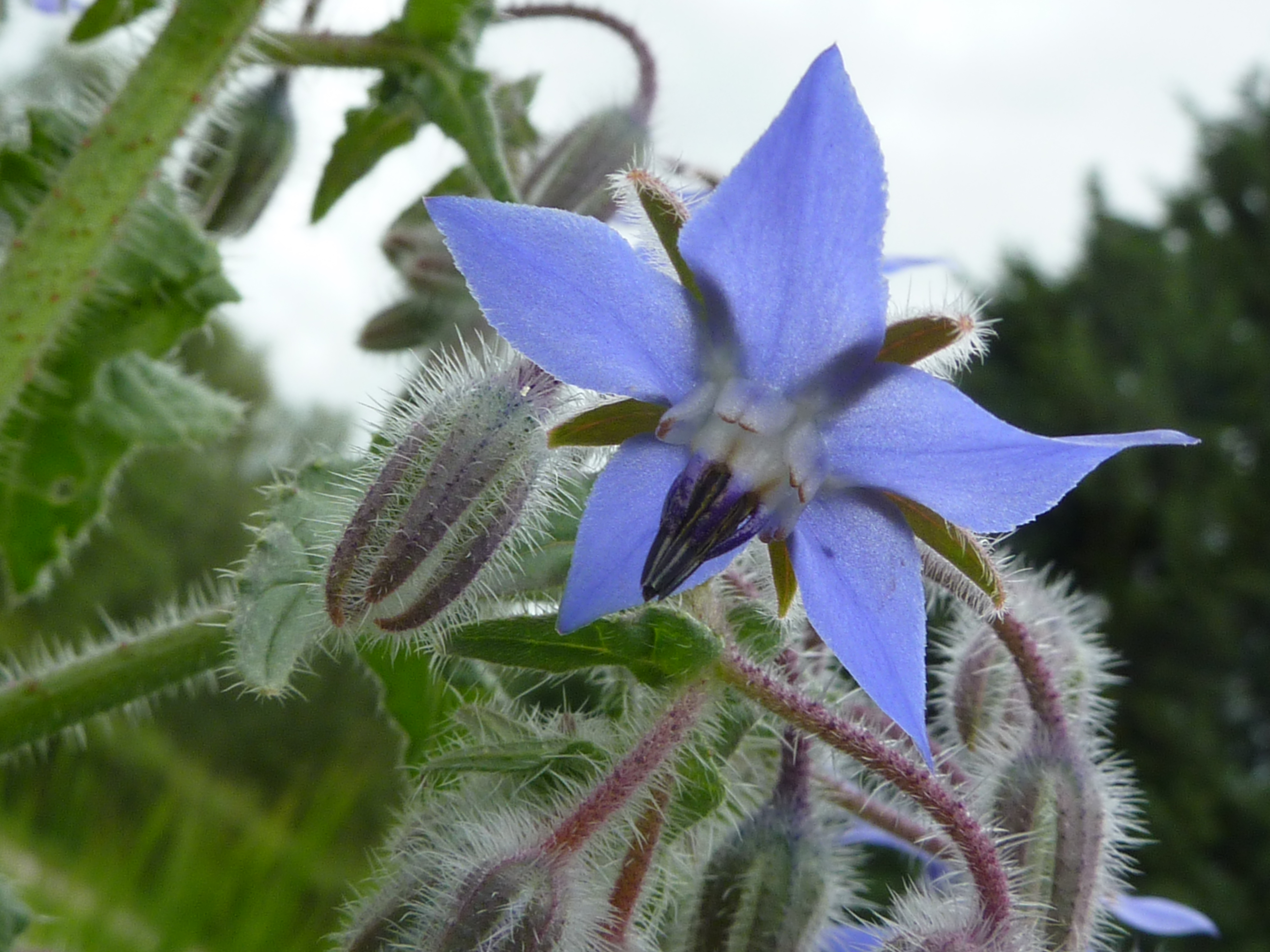 Огуречная трава сканворд 6. Окопник огуречная трава. Бурачниковые (Boraginaceae). Бораго огуречная трава. Окопник и бораго.