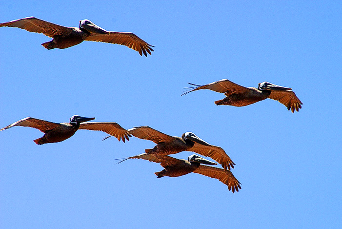 File:Brownpelicans.jpg