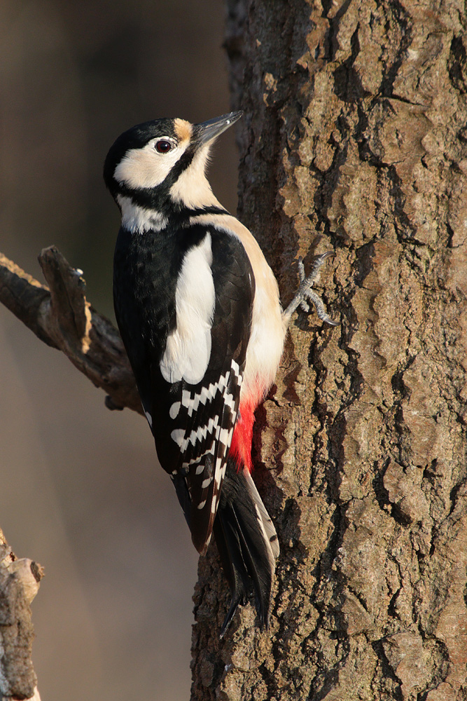 Большой пестрый дятел имеет черное оперение. Spotted Woodpecker. Woodpecker 19. Buntspecht.