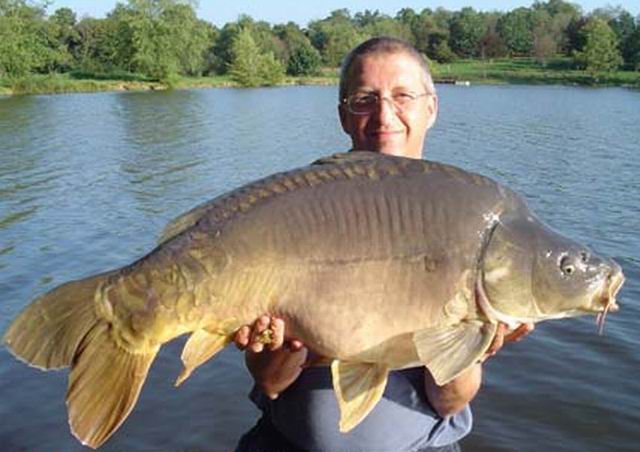 File:Carpe miroir de 17kg.jpg