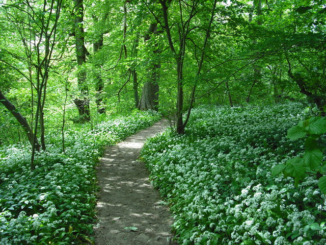 Carpet of flowers - geograph.org.uk - 1322933