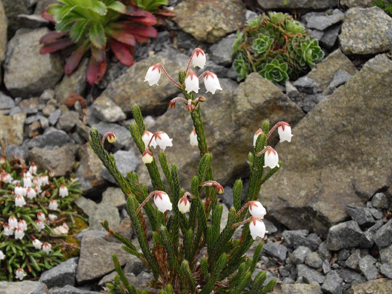 File:Cassiope 'askival hyb Snow-wreath' 3.JPG