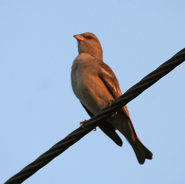 File:Chestnut-shouldered Petronia (Petronia xanthocollis) at Sindhrot near Vadodara, Gujrat Pix 248.jpg