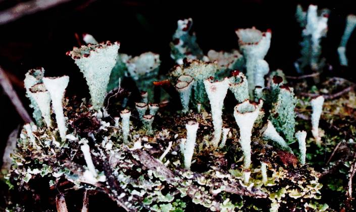 File:Cladonia grayi-6.jpg