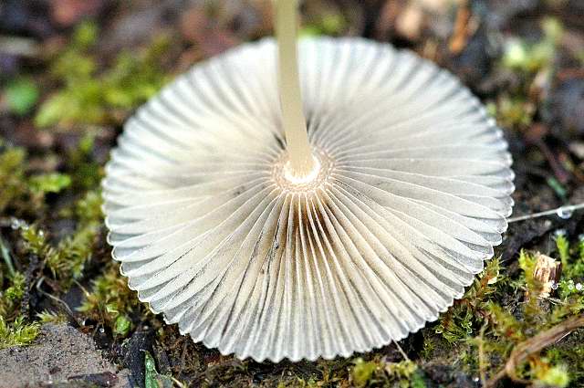 File:Coprinellus.xanthothrix2.-.lindsey.jpg