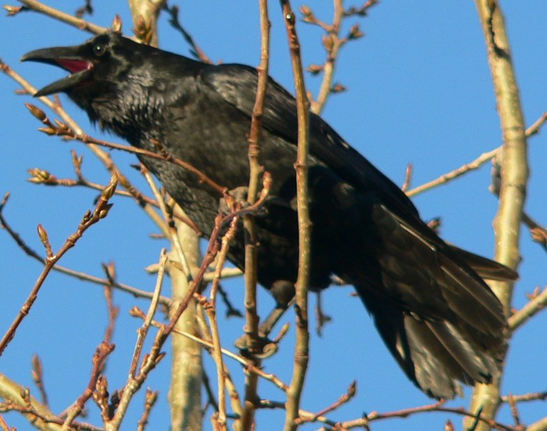 Corvus Corax. Курильский ворон. Курильские вороны. Курильский ворон фото.